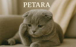 Scottish Fold kedileri ağrıyı nasıl gizler?
