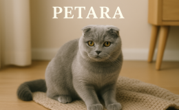 Scottish Fold kedileri için kilo kontrolü sağlamak için ne yapılmalıdır?