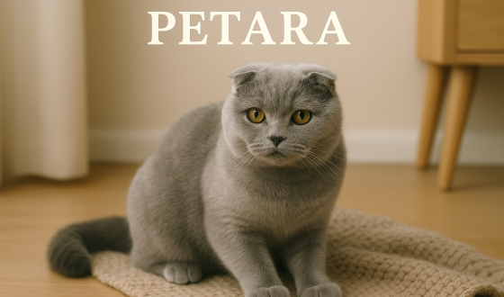Scottish Fold kedileri için kilo kontrolü sağlamak için ne yapılmalıdır?