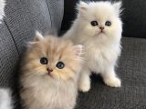 Chinchilla yavrularımız erkek ve dişi güzellikler