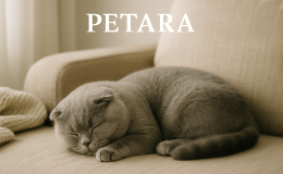 Scottish Fold kedileri ne sıklıkta dinlenmeli ve uyumalıdır?