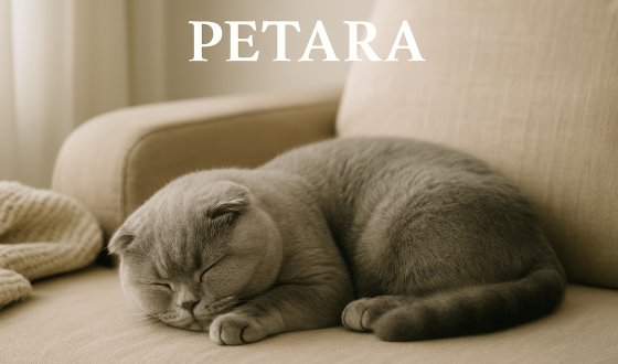 Scottish Fold kedileri ne sıklıkta dinlenmeli ve uyumalıdır?