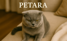Scottish Fold kedilerde kızgınlık nasıl geçer?