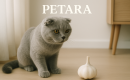Scottish Fold kediler sarımsak yer mi?