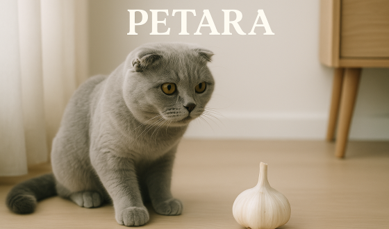 Scottish Fold kediler sarımsak yer mi?