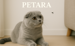 Scottish Fold kediler sinek yer mi?