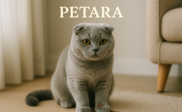 Scottish Fold kedilerde egzama