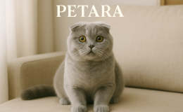 Scottish Fold kediler neden hıçkırır?