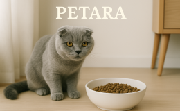 Scottish Fold kedileri ne sıklıkta yemek yemelidir?