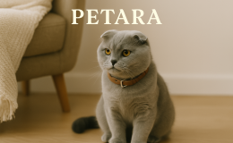 Scottish Fold kedilere tasma takılır mı?
