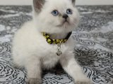 BRİTİSH BLUE POİNT YAVRULAR SAHİPLENDİRİLECEKTİR