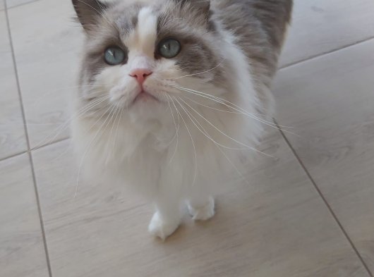 Erkek ragdoll kedimiz için eş arıyoruz