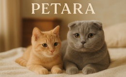Scottish Fold kedileri yalnız mı mutlu olurlar yoksa arkadaş mı isterler?