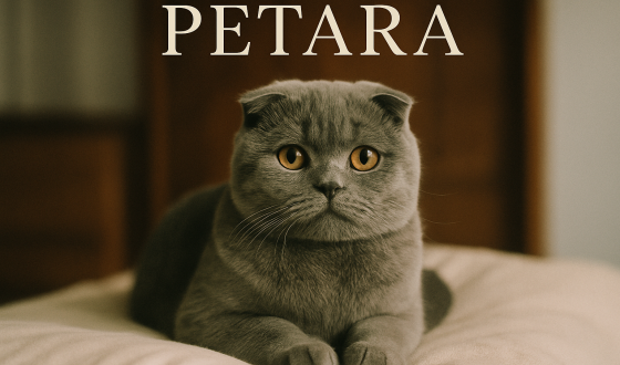 Scottish Fold kedilerinin karakteristik özellikleri nelerdir?