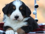 Bernese Dağ Köpeği erkek yavrumuz o bir ayrıcalık
