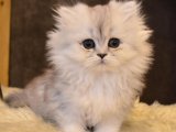 Tüy yumağı oyuncu British Longhair prenses