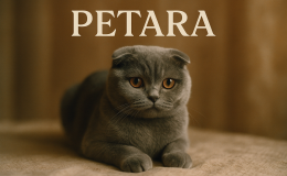 Scottish Fold kedileri ile ilgili efsaneler nelerdir?