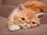 Sarı şeker Exotic Shorthair yavrumuz