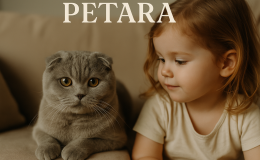 Scottish Fold kedileri çocuklarla nasıl geçinir?
