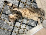 Acil dişi kedi arıyoruz