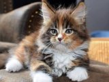 Asaletin adı Maine Coon yavrumuz