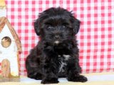 Simsiyah güzellik Morkie yavrumuz dişi