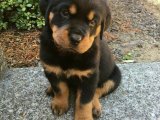 Rottweiler farkını bilenlere