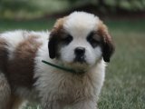 Saint Bernard yavrumuz çok akıllı