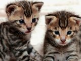 Minik Savannah yavrularımız dişi ve erkek