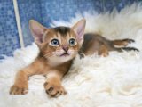 Abyssinian (Habeş Kedisi) farklı bir güzellik
