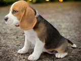 Üç Renk Sevimli Beagle Yavrumuz