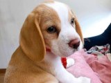 Erkek Beagle sütlü kahve yavrumuz