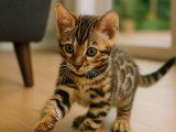 Bengal kaplanı yavrumuz