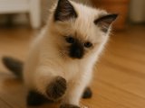 Birman kedisi uzun aradan sonra burada