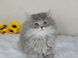 Tüylü Prenses British Longhair