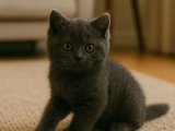 Ayı Surat British Shorthair erkek yavrumuz hazır