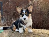 Nadir renkte Welsh Corgi yavrumuz
