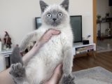 British shorthair blue point yavrumuz