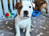 İngiliz Staffordshire kahve yavrumuz
