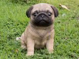 Çok güzel suratlı Pug yavru