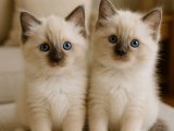 Dişi ve erkek Ragdoll bebeklerimiz