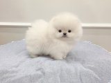 Satılık pomeranian boo sahibinden