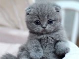 Scottish Fold yavrumuza tutulmamak elde değil