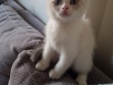 Oyuncu Cana yakın