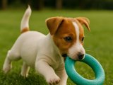 Safkan Jack Russel Terrier yavrumuz