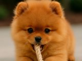 Bu Pomeranian başka bir seviye