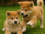 Mükemmel anatomiye sahip erkek Akita Inu yavrularımız