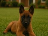Asil safkan Belçika Kurdu (Malinois) erkek yavrumuz
