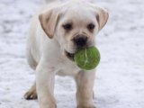 Sevimli ve oyuncu Cane Corso yavrumuz