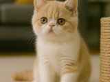 Prensesler gibi Exotic Shorthair kızımız